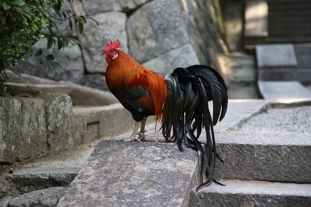 神社で放し飼いの鶏