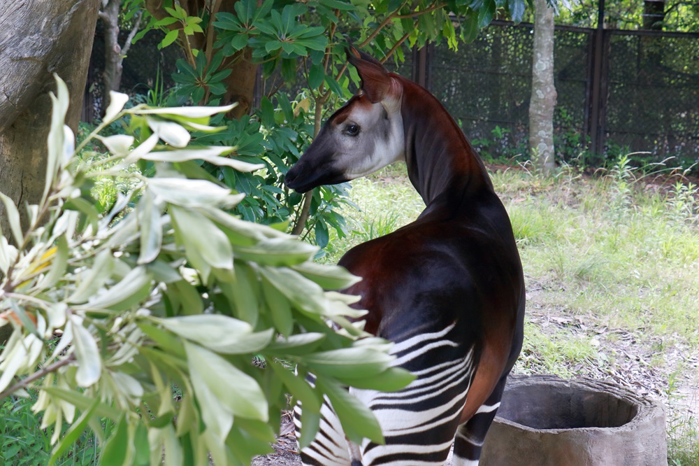 よこはま動物園ズーラシア