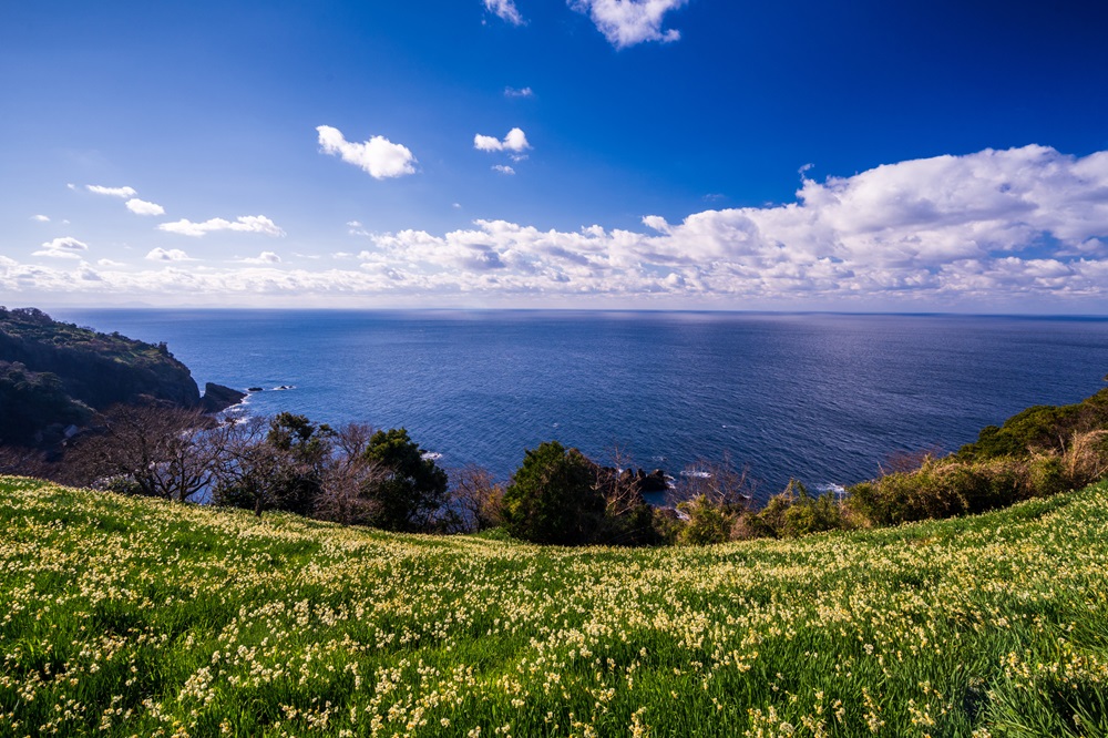 越前海岸と水仙