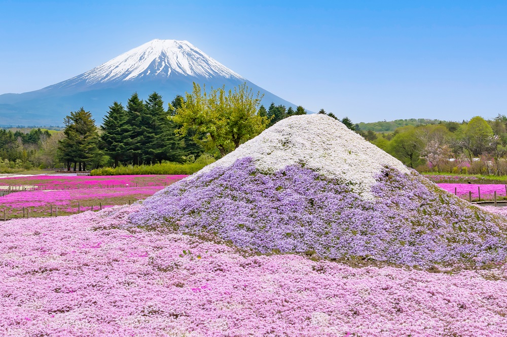 富士芝桜まつり