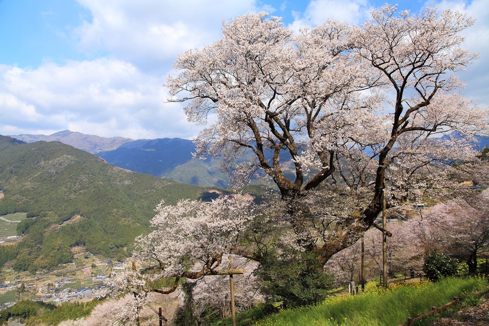 仁淀川・ひょうたん桜