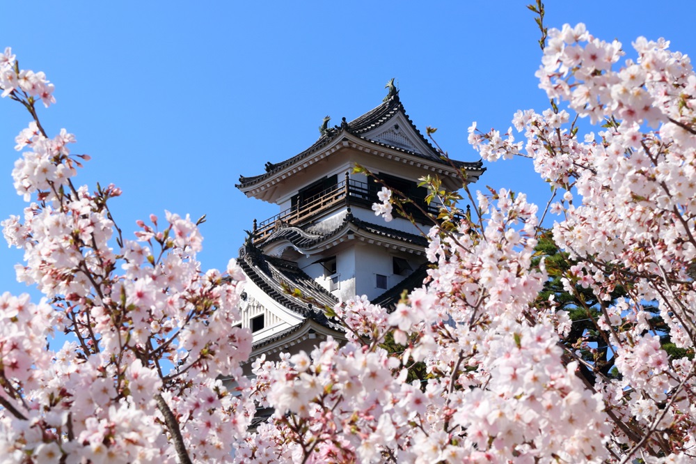 高知城・桜と天守閣