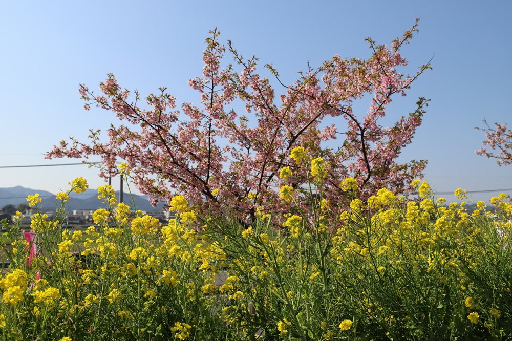 「延岡花物語」