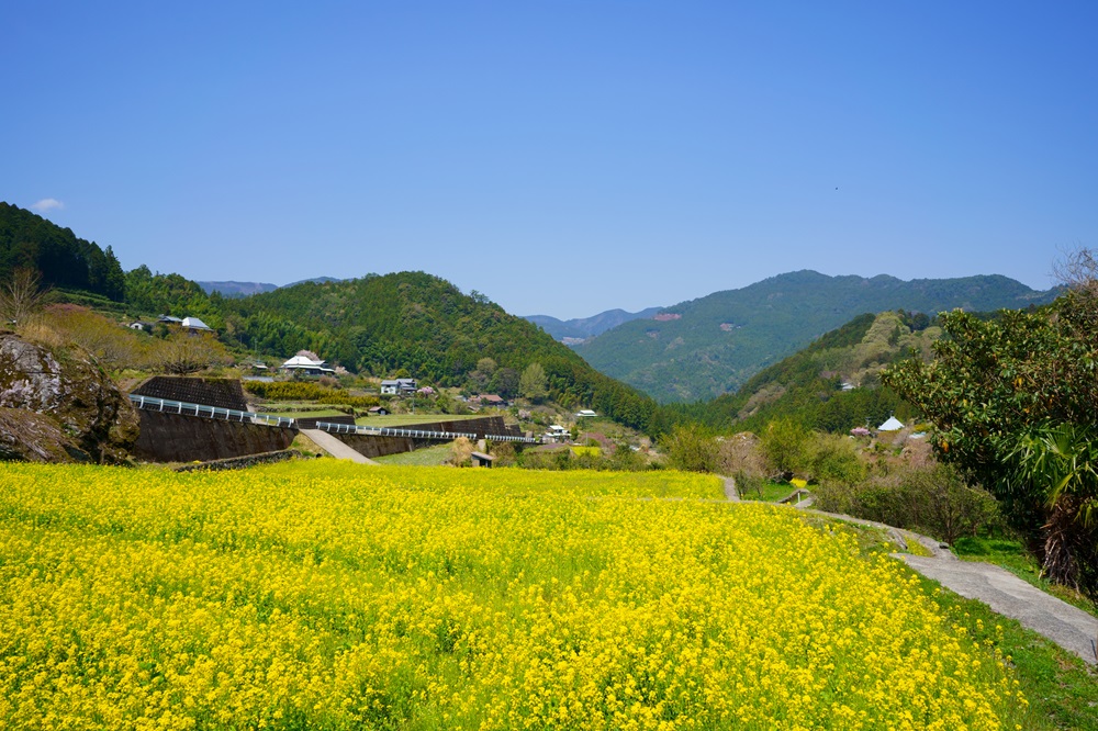 棚田を埋め尽くする菜花