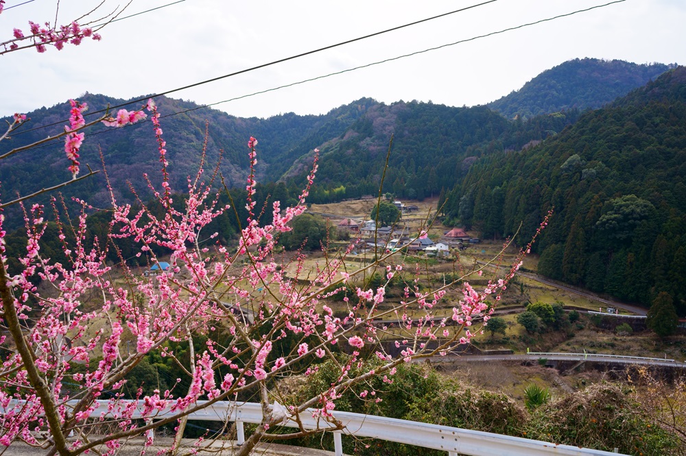 梅の花が咲く神山町