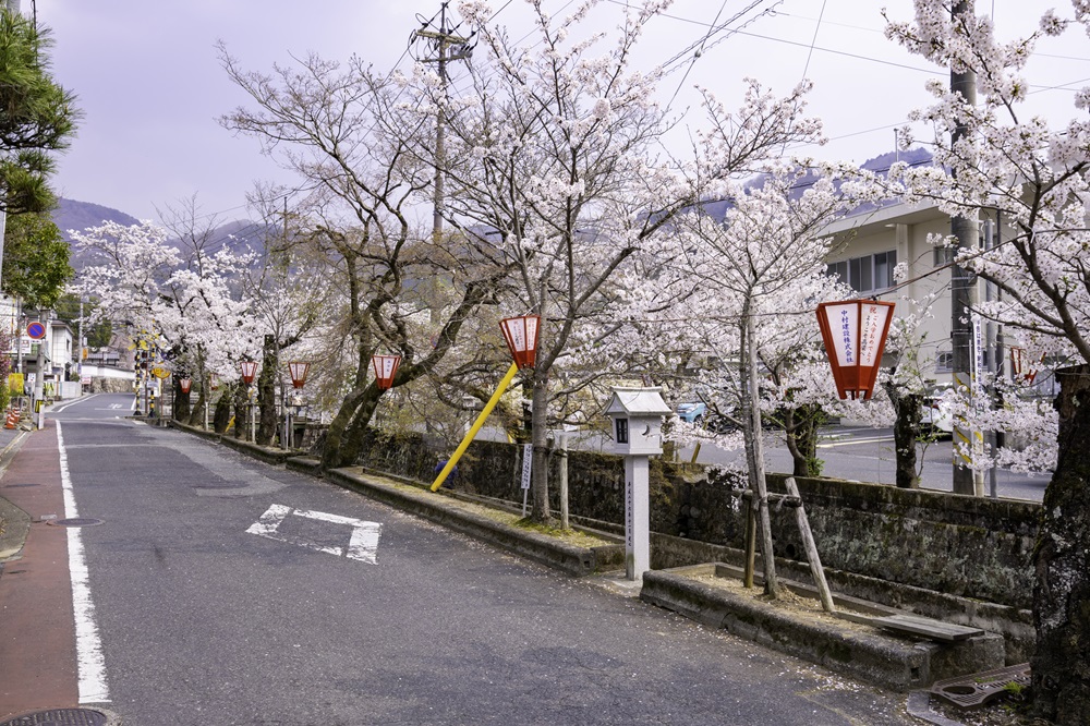 紺屋川の桜並木