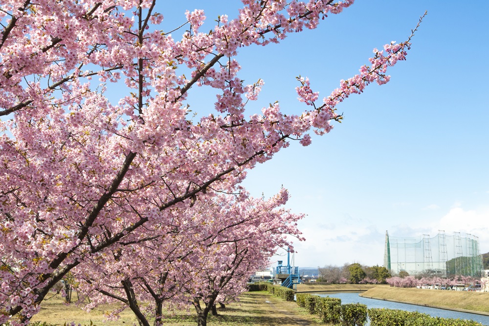 倉敷千本桜