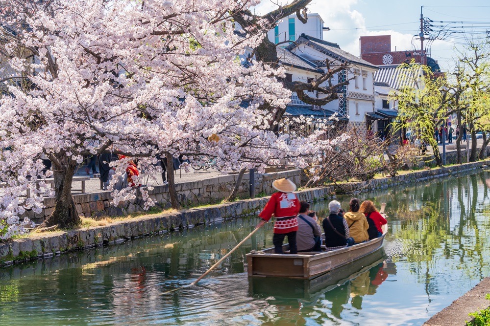 倉敷美観地区・桜