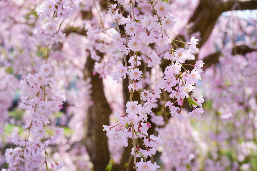 しだれ桜