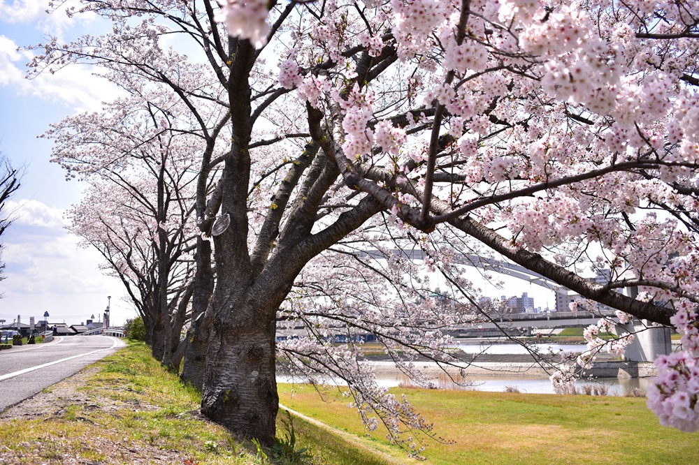 岡山後楽園や旭川で桜の花見