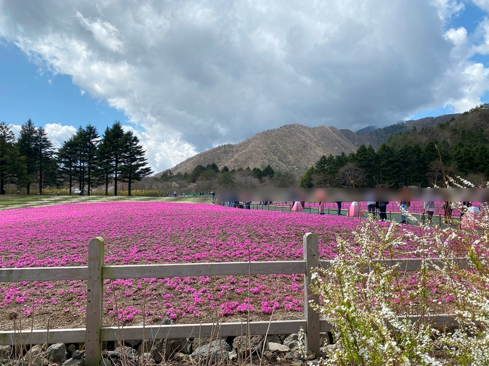 芝桜が咲き始めている「富士本栖湖リゾート」