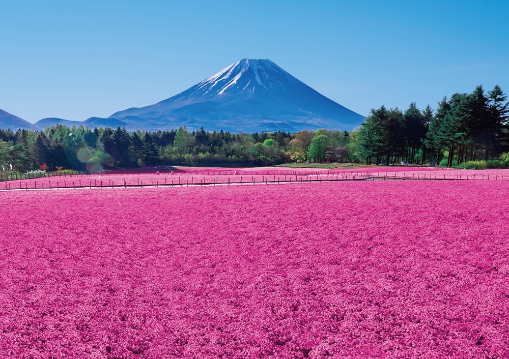 富士芝桜まつり・メインビジュアル