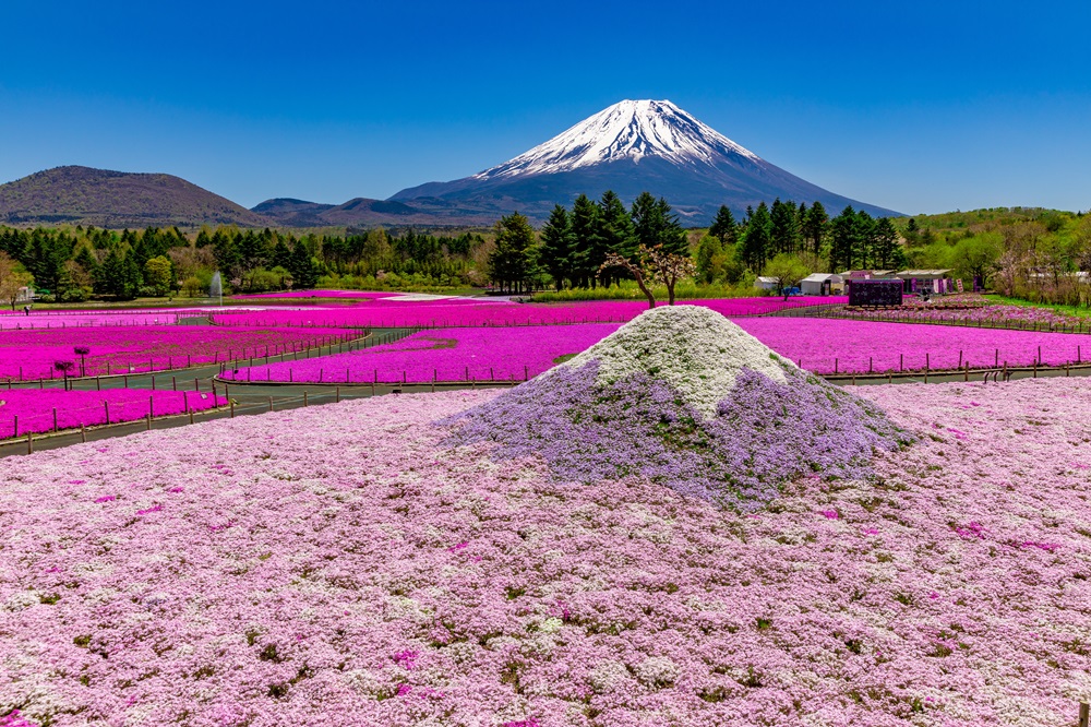 芝桜に覆われたW富士山