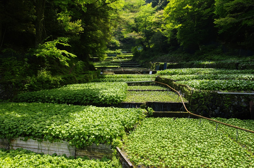 筏場のわさび田