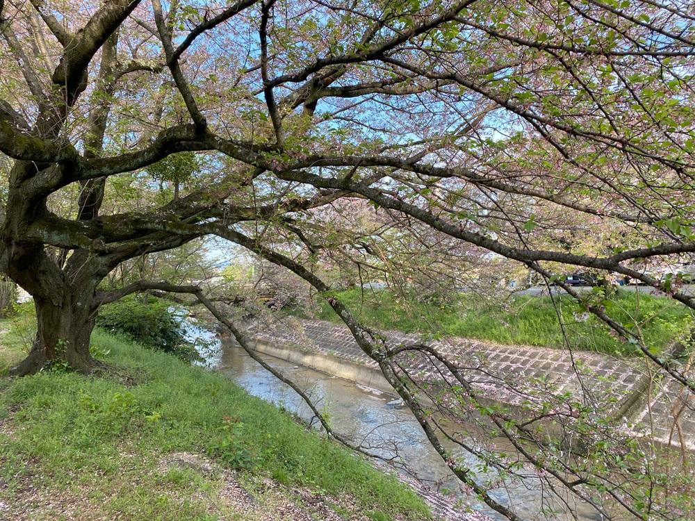 早朝で誰もいないのでのんびり桜鑑賞