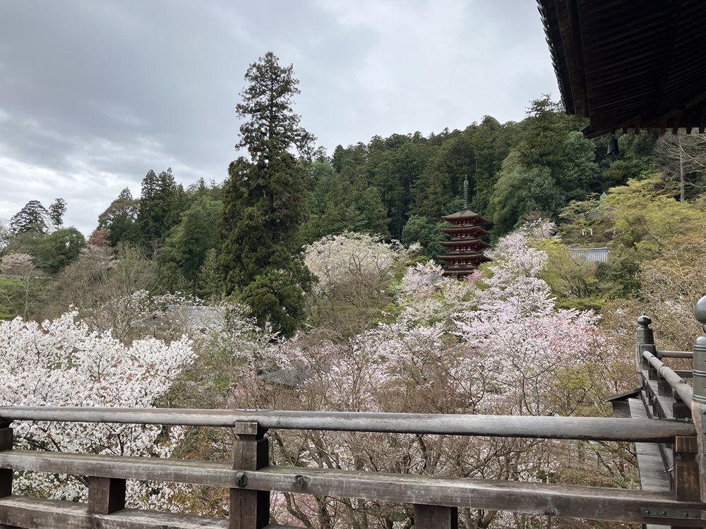 長谷寺2024年の美しい桜