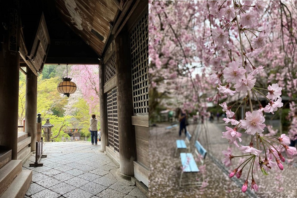 拝所からの桜としだれ桜