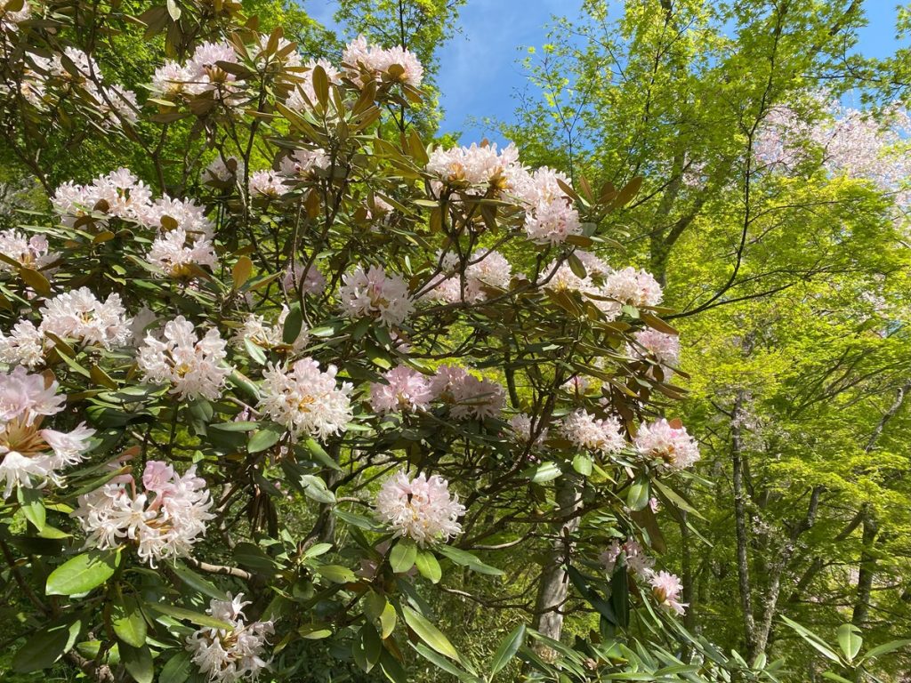 シャクナゲの花