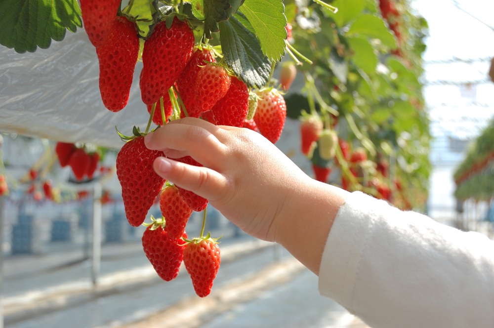 草津市でいちご狩り
