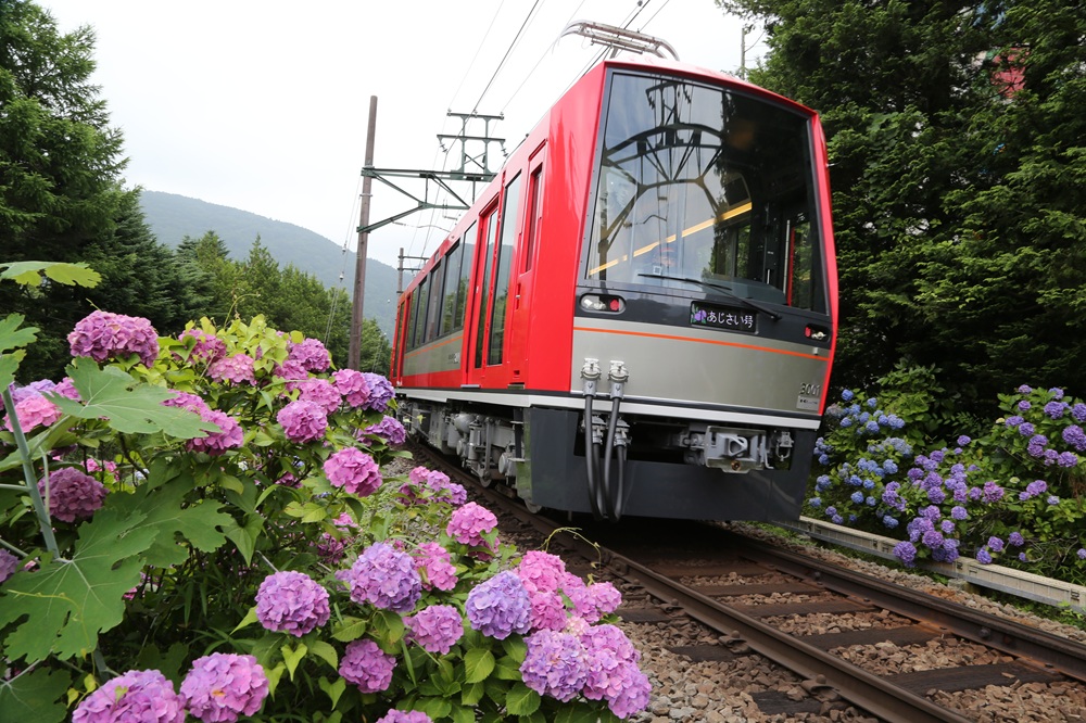 箱根登山鉄道「あじさい電車」