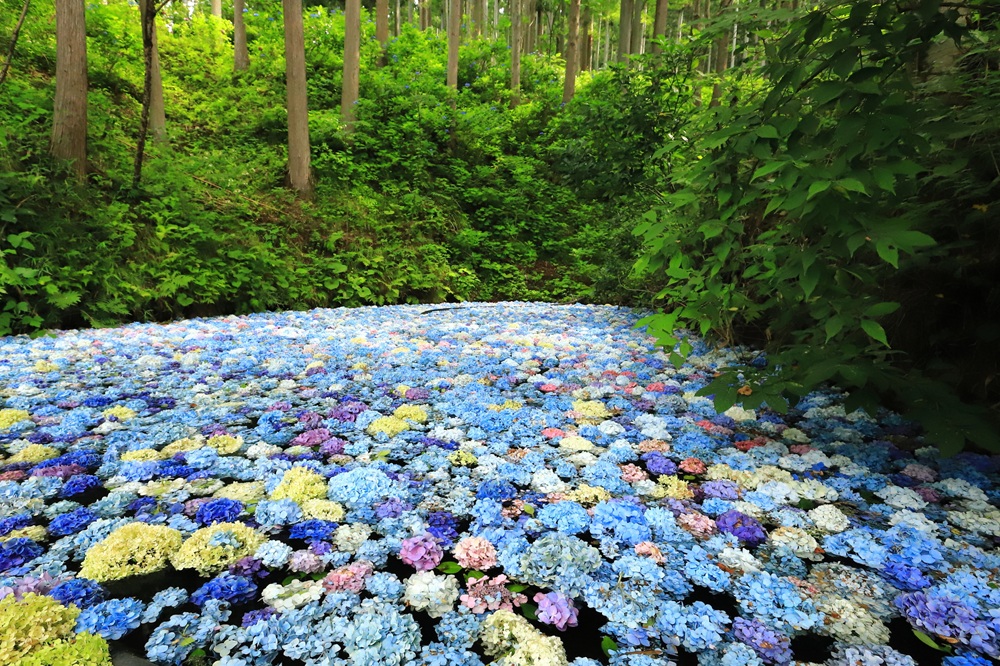 みちのくあじさい園