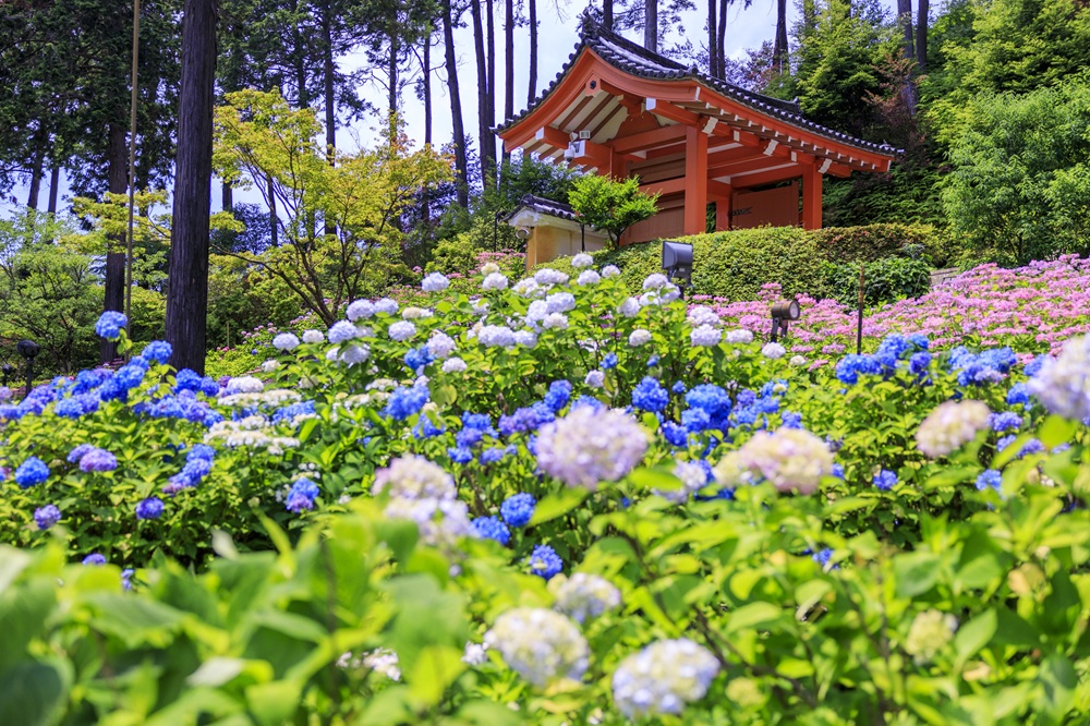三室戸寺のあじさい