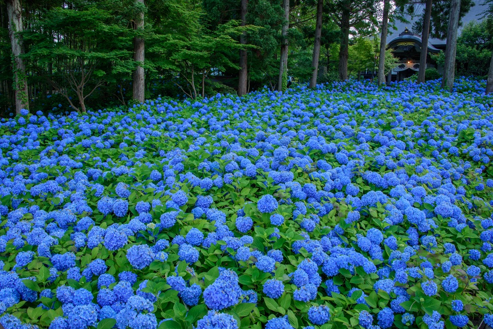 雲昌寺の青いあじさい