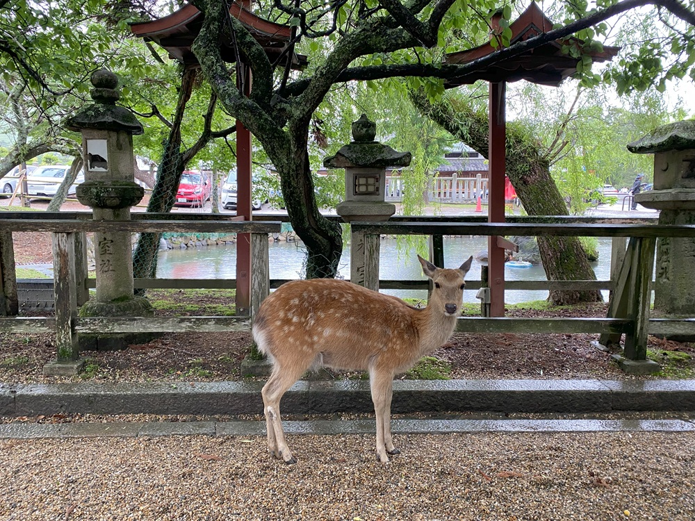 奈良にお越しやす