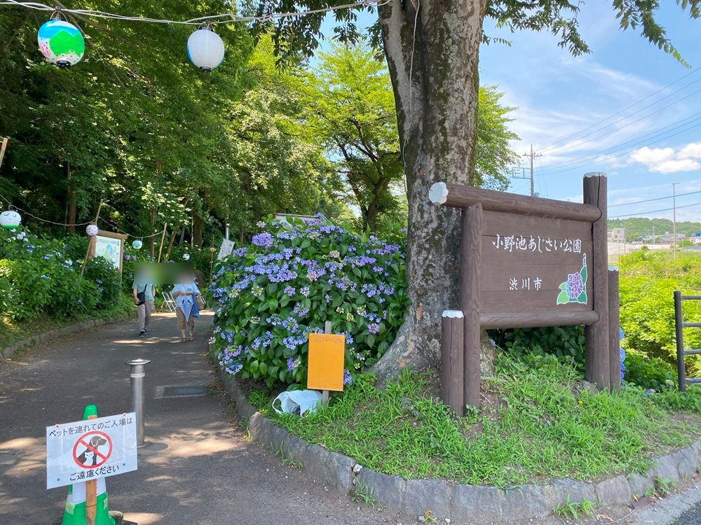 小野池あじさい公園