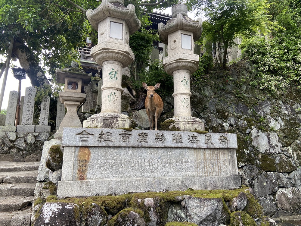 二月堂にいた鹿
