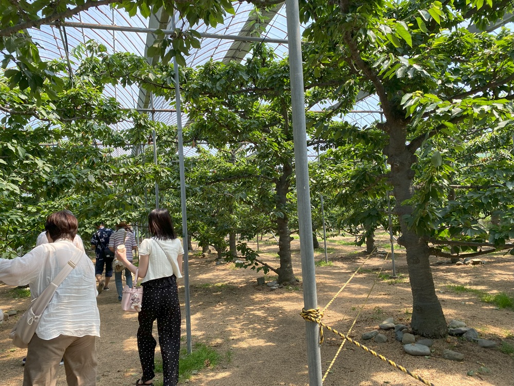「月夜野まるかチェリー園」でさくらんぼ食べ比べ放題