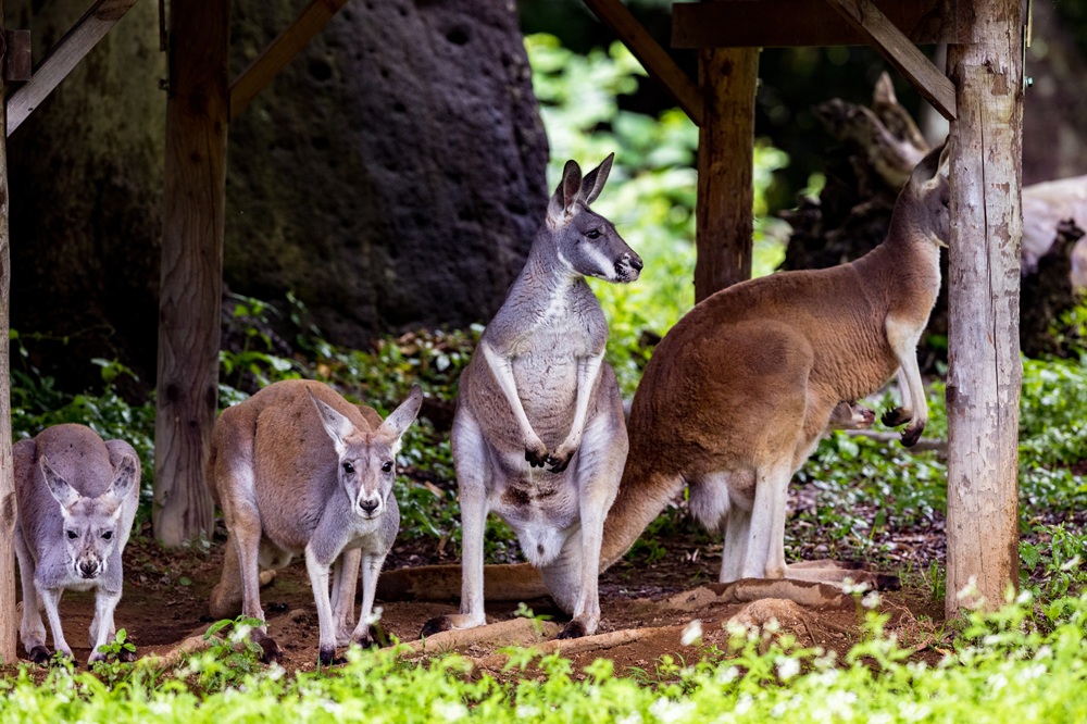 よこはま動物園ズーラシア
