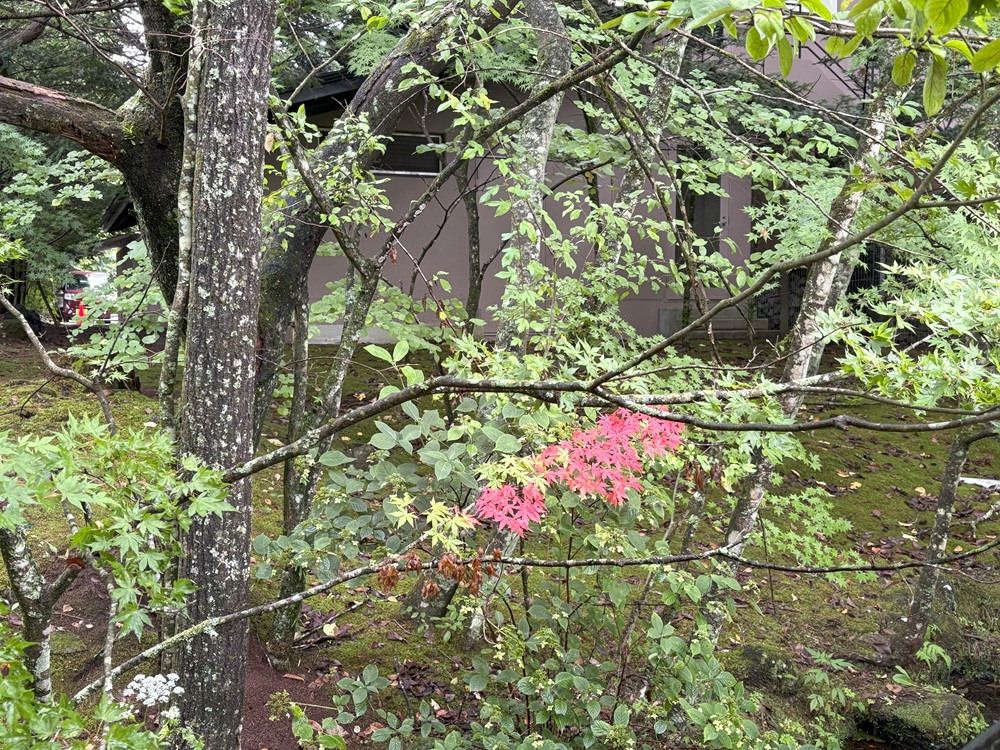 一か所だけ色づく紅葉発見