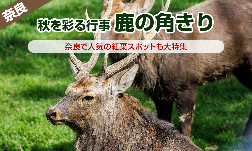 古都・奈良の秋を彩る行事「鹿の角きり」。奈良で人気の紅葉スポットも大特集