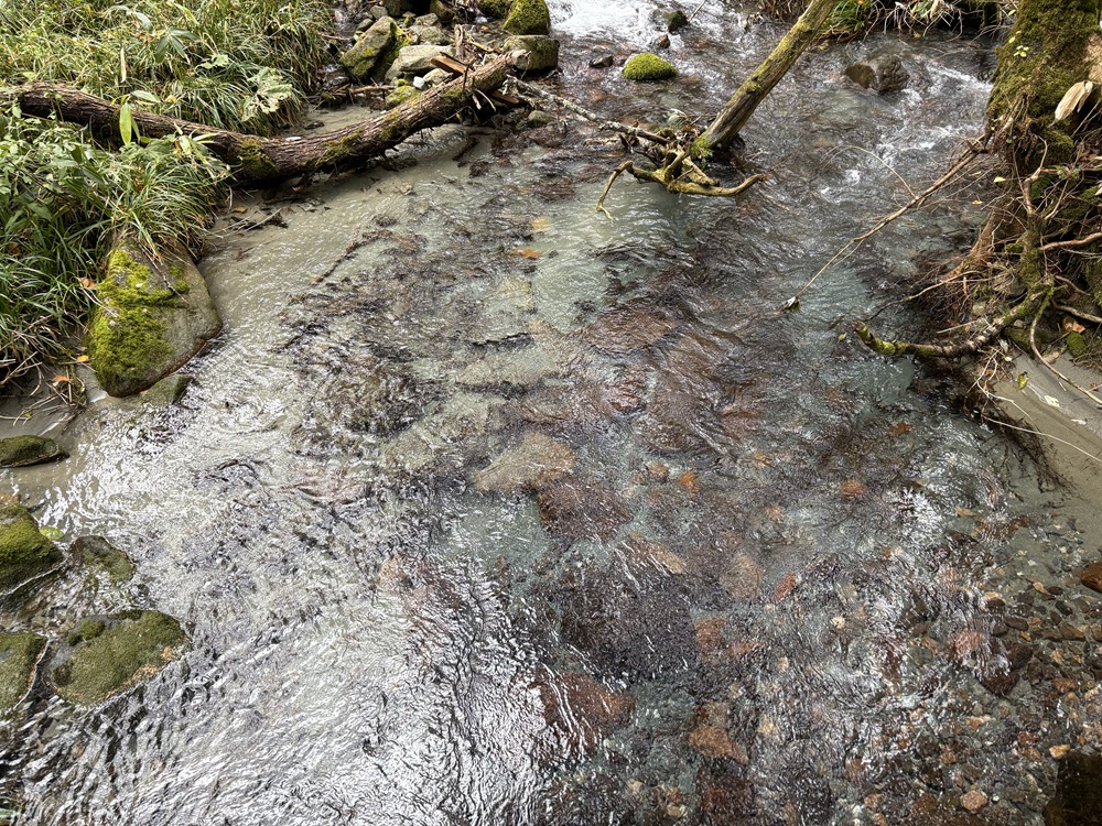 透明度抜群の川