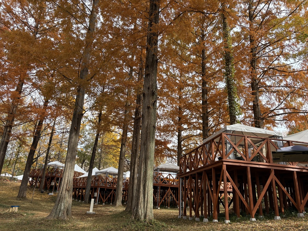グランピング「メタセコイアテラス」