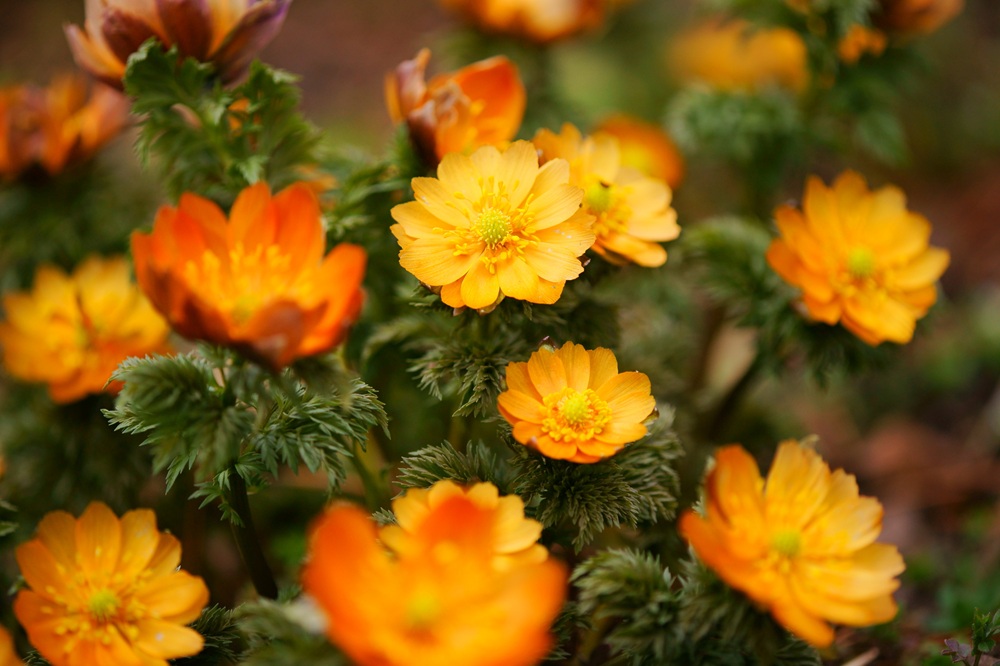 福寿草「秩父紅」