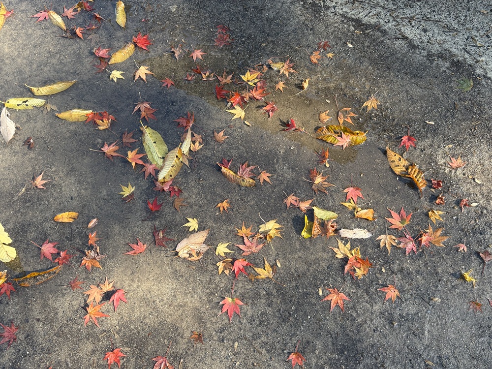 秋のアート作品