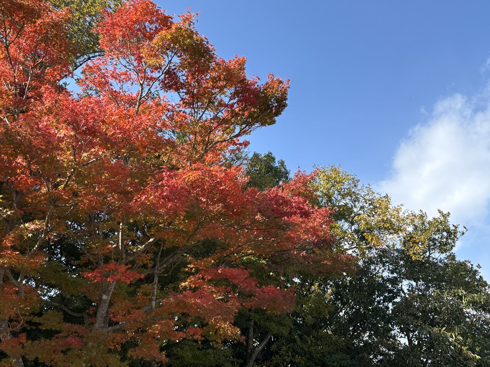 青空に紅葉が映える