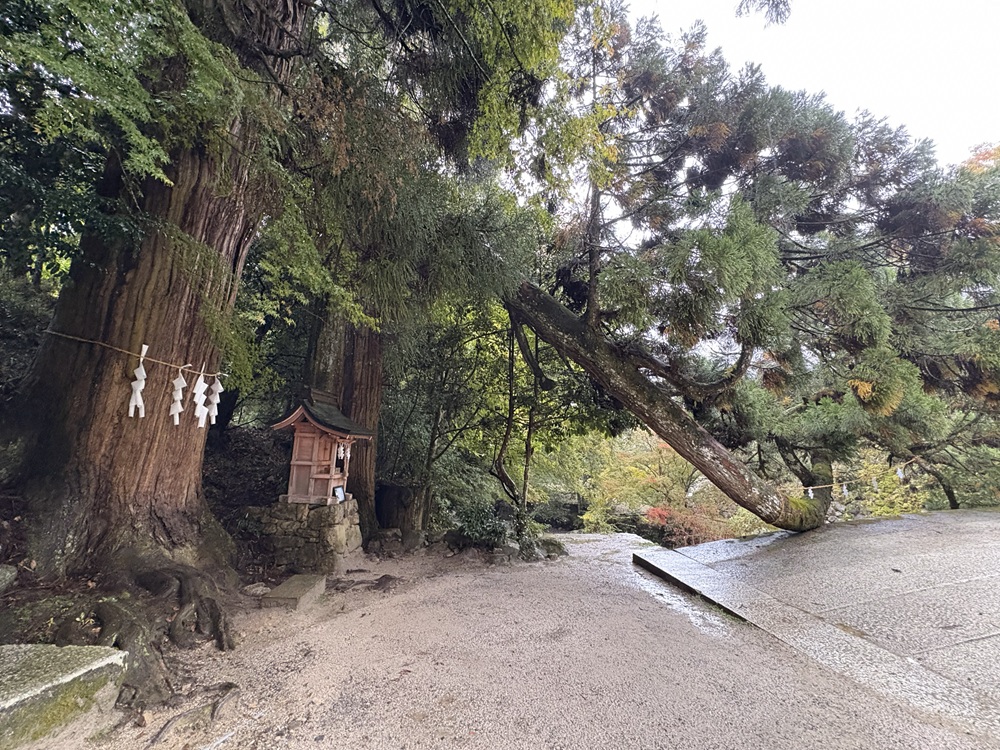 走井橋のたもとに杉の大木が