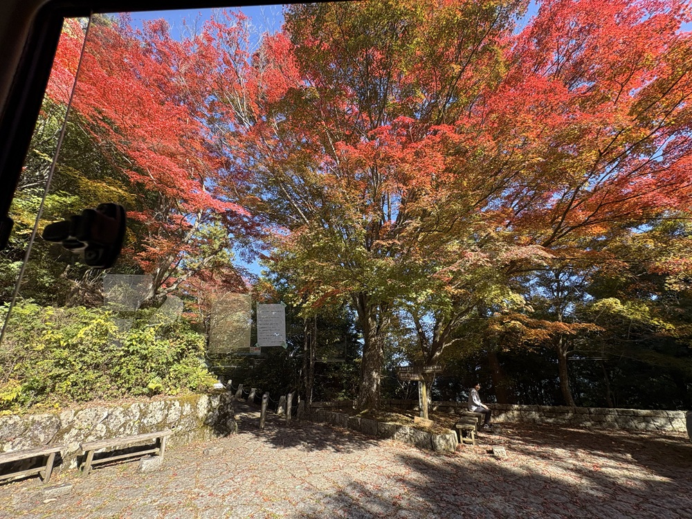 美しく色づく木々も