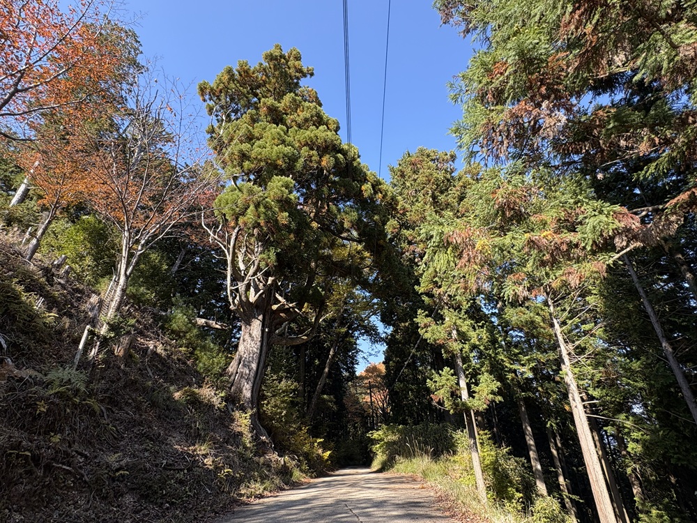 奥千本口付近の紅葉はまだまだ