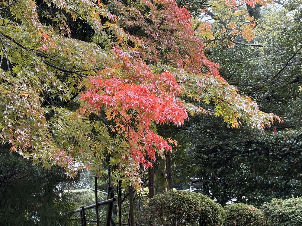 紅葉が進んでいた滋賀