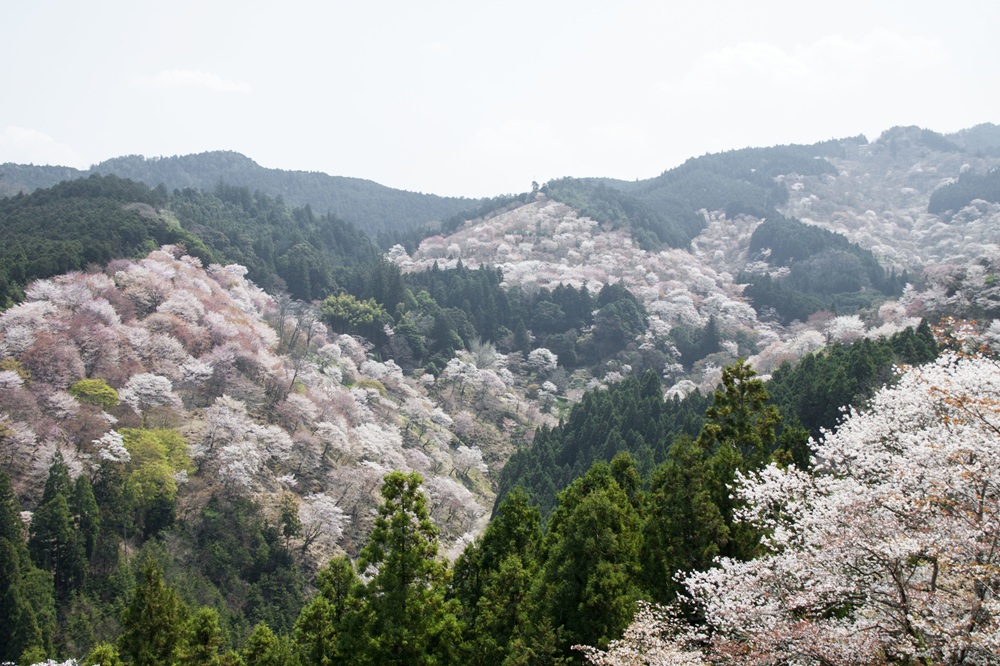 吉水神社からみる春の桜