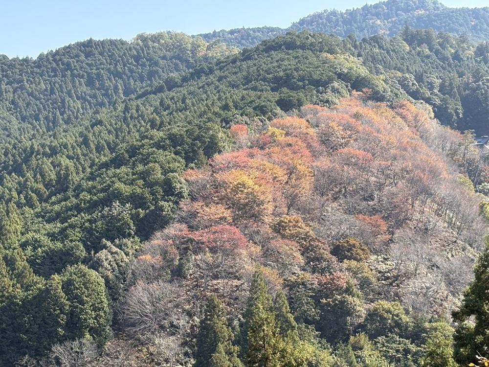 奈良市内から日帰りで行ける吉野山