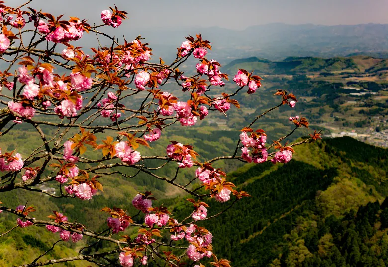 大分へ観光バス旅行!おすすめの休憩スポット「道の駅 あさじ」