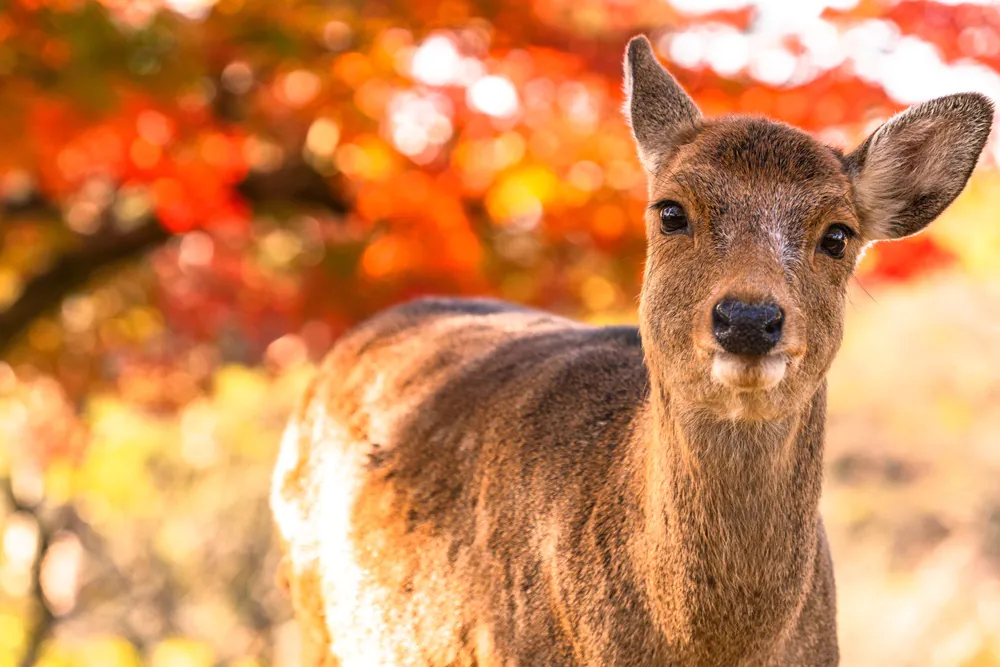  夏に奈良に行ってはナラない！？「大化の改新の謎」に迫る！大人の修学旅行