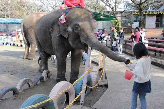 象に乗れる!記念撮影ができる!「市原ぞうの国」~子供とお出かけバスプラン~